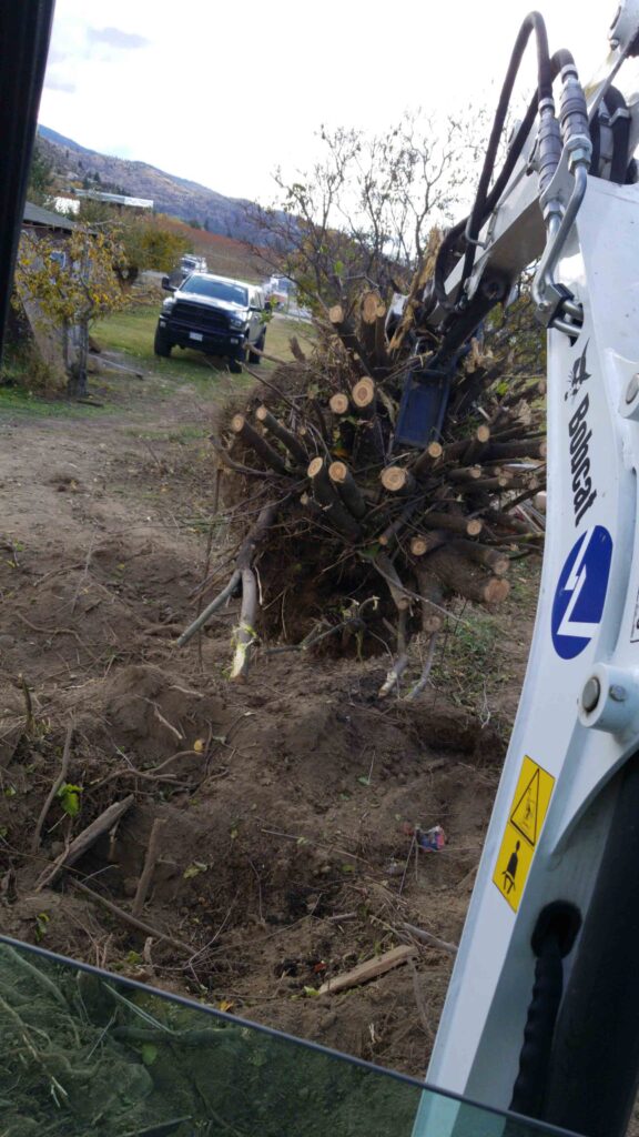 Barnay Contracting - Barcon Yard Cleanup Brush and Stump Removal