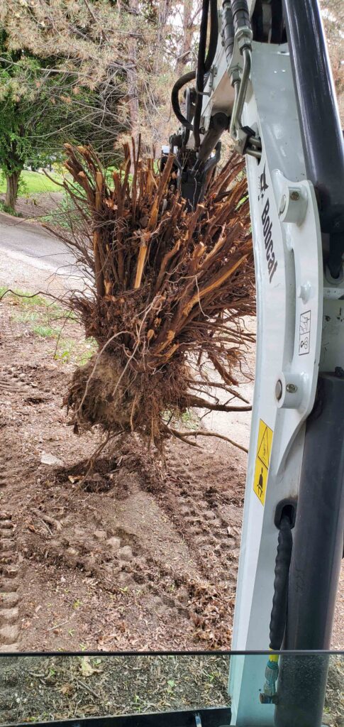 Barnay Contracting - Barcon Yard Cleanup Brush and Stump Removal